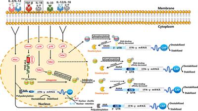 Regulation of mRNA stability contributes to the function of innate lymphoid cells in various diseases